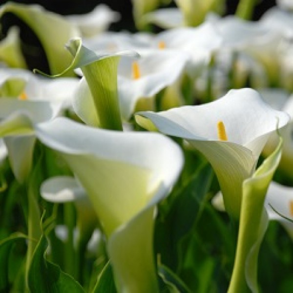 Calla Lily Bulbs (White, 4 Bulb)